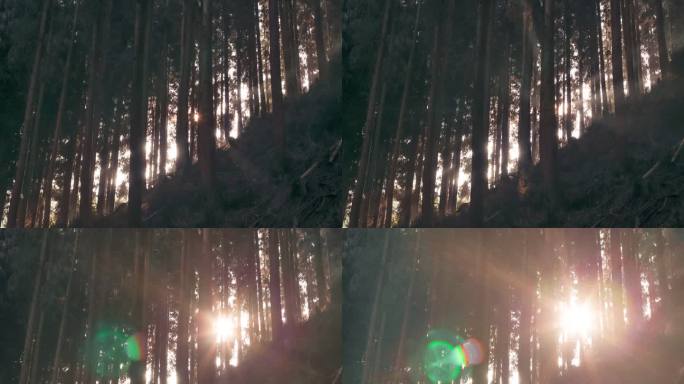 森林阳光延时摄影