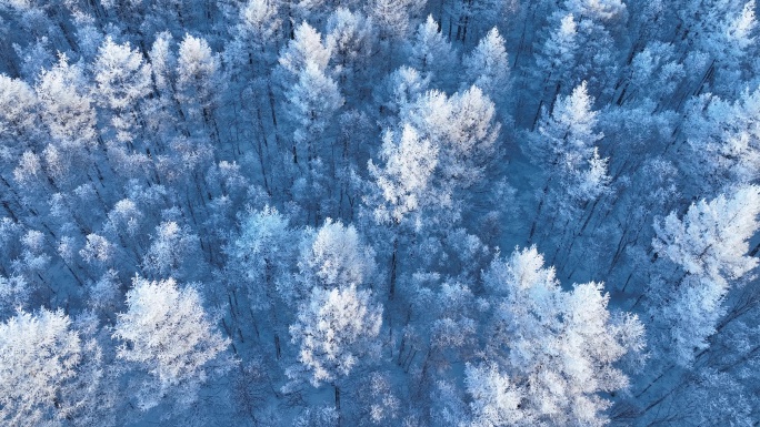 岭上雪松银装素裹