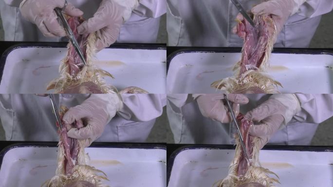 鸡解剖 操作步骤  用剪刀剪开气管