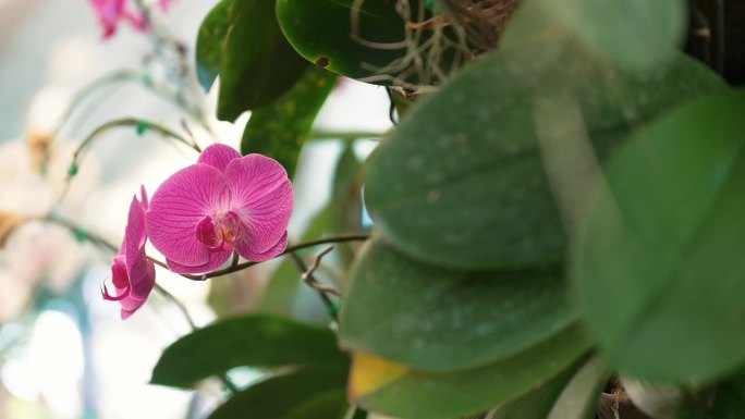 石斛是植物园里的兰花