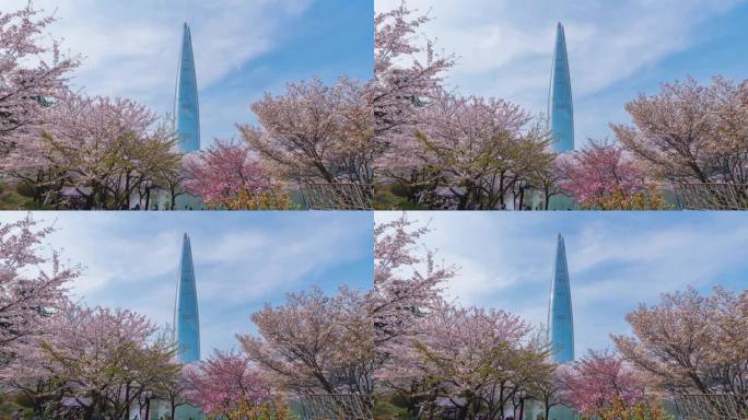延时4K, 2023年4月1日，鸟瞰韩国市中心的春天，樱花盛开。