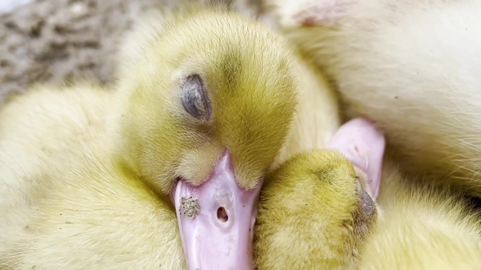 一对黄鸭子睡在一起