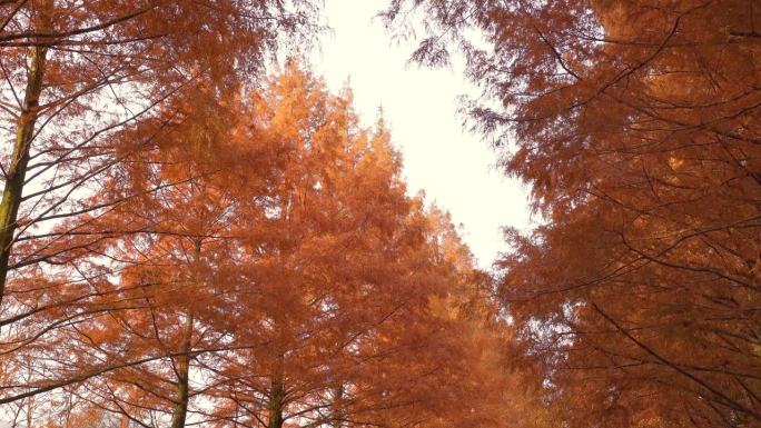 秋天的水杉树，染红了
