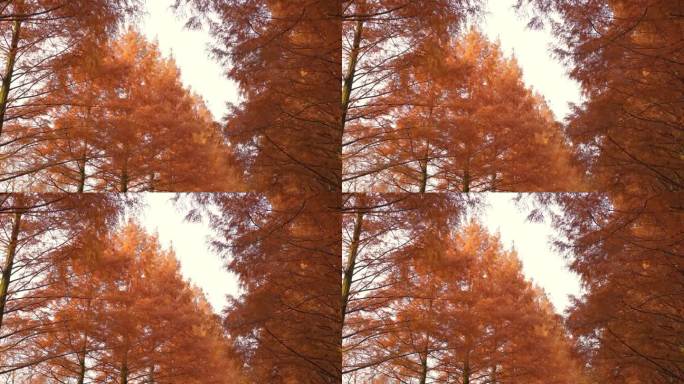 秋天的水杉树，染红了