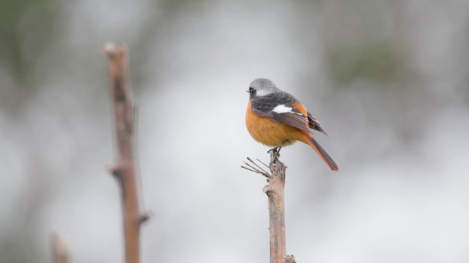 野生鸟类-北红尾鸲-2
