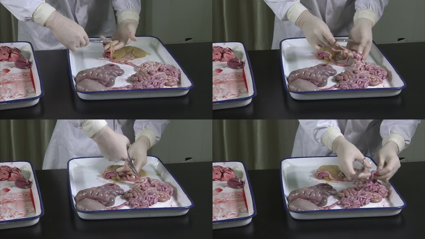 实验室 仔猪解剖 内脏 消化系统 剪小肠