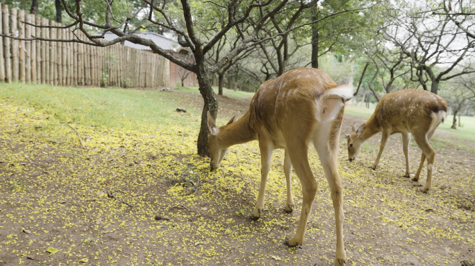 鹿在草坪上觅食的和谐画面