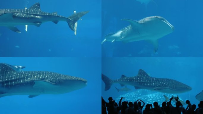 珠海长隆海洋世界鲸鲨馆人群表演