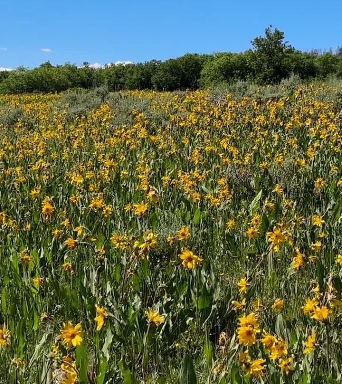科罗拉多州特柳赖德附近山上的一片黄花地