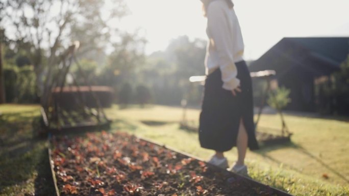 在有机生菜农场工作的亚洲女性农场主