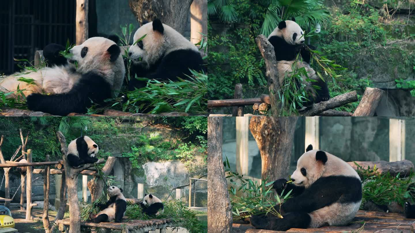 四只大熊猫吃竹子
