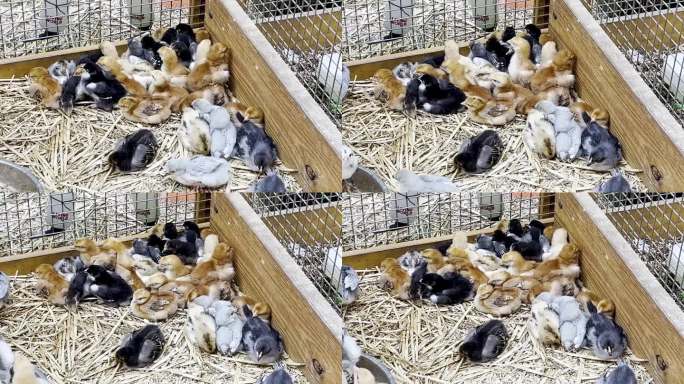 一群小鸡宝宝睡在鸡舍的角落里