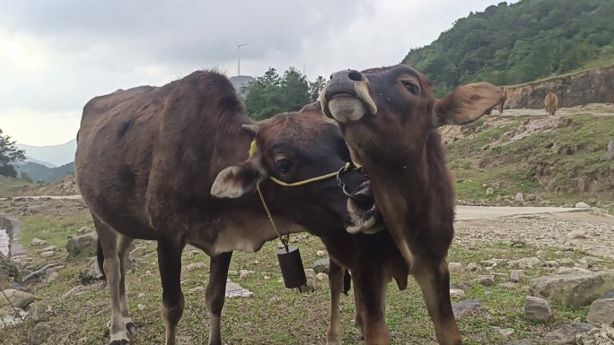 黄牛牛犊动物亲情母子情老牛舔犊牛亲情母爱