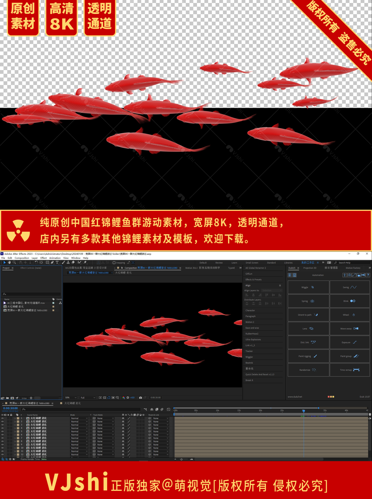 宽屏8K大红锦鲤鱼群游过素材