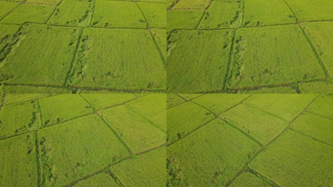 从无人机上鸟瞰绿色稻田的农田。