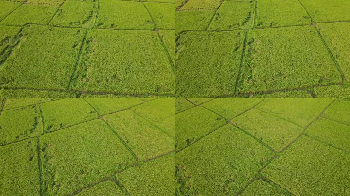 从无人机上鸟瞰绿色稻田的农田。