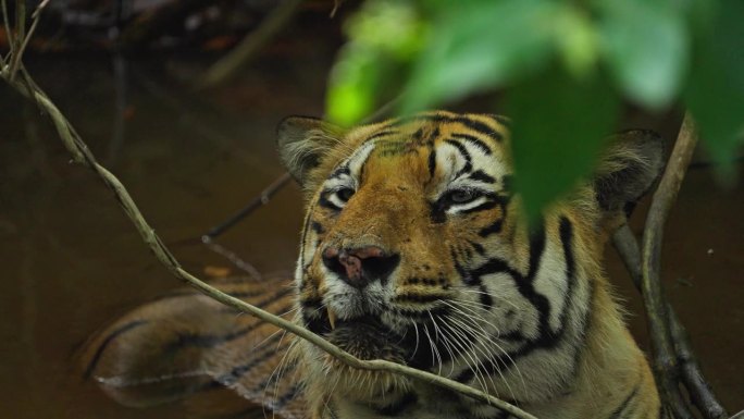 一只美丽的孟加拉虎(panthera tigris)在水坑里放松，慢动作