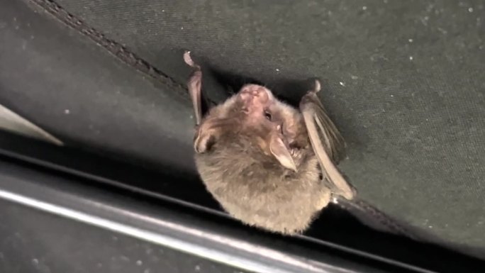 一只小蝙蝠倒挂在一块遮阳布的底部