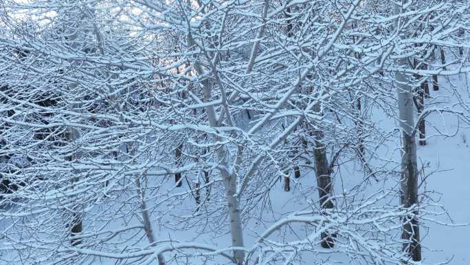 航拍北方寒冬树枝挂雪光线雪景