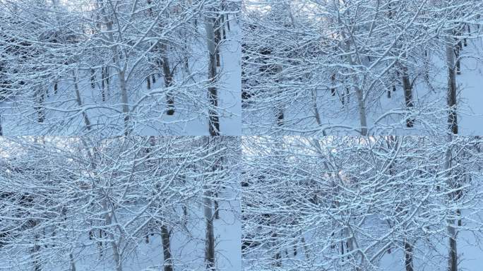 航拍北方寒冬树枝挂雪光线雪景