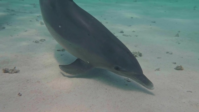 海底的印度太平洋宽吻海豚(Tursiops aduncus)