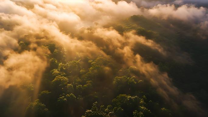 清晨雾气航拍唯美风光逆光森林云层流云大气