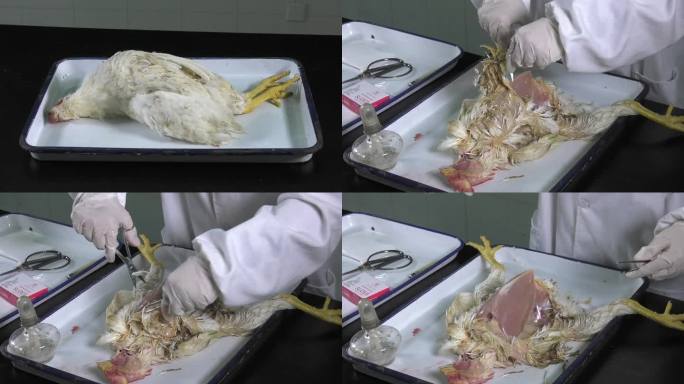 实验室 实验工具 病死鸡 样本采集