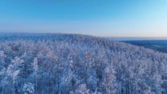 寒冬雪景高山雪松林