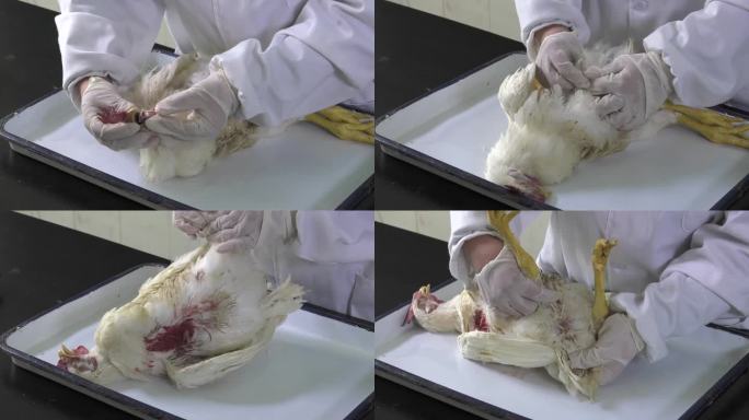 实验室 解剖白鸡 检查鸡头 身体 爪子