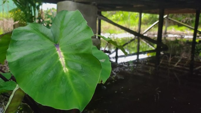 美丽的热带植物土芋草白色熔岩