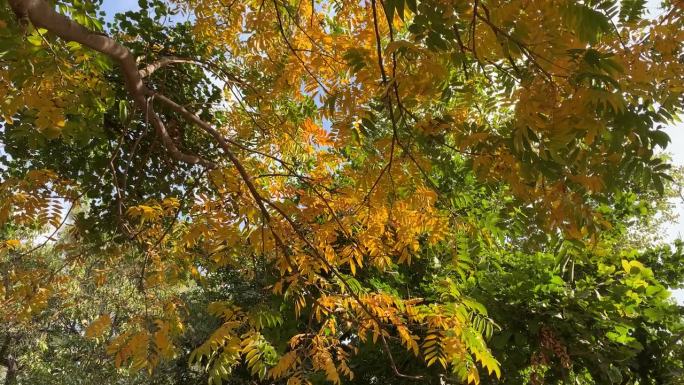 黄叶在秋风中摇曳。秋风吹落叶。金色的树叶在秋天飘落。枯黄的叶子从树上掉下来。树的低角度视图。