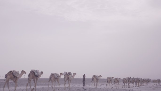 非洲土著驼队 埃塞俄比亚原住民穿过盐滩