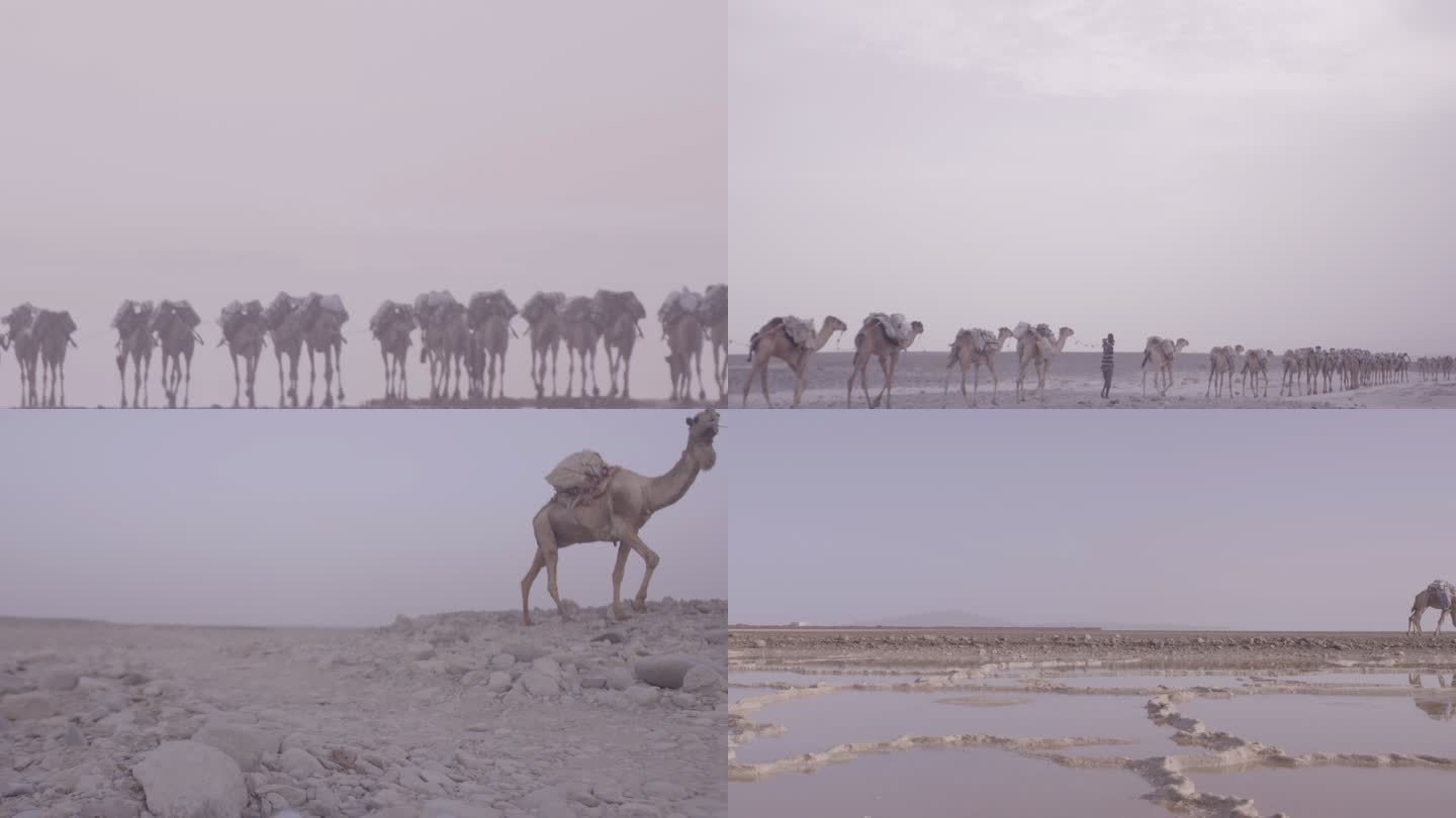 非洲土著驼队 埃塞俄比亚原住民穿过盐滩