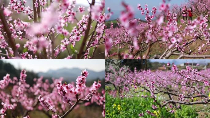 实拍素材春天桃花开