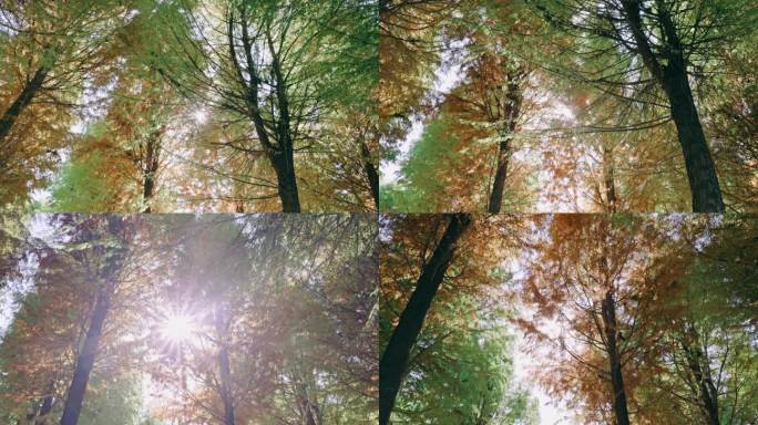 阳光照射中山杉秋天树林低角度仰拍