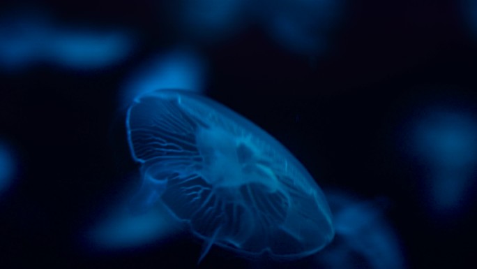 海洋生物-水母