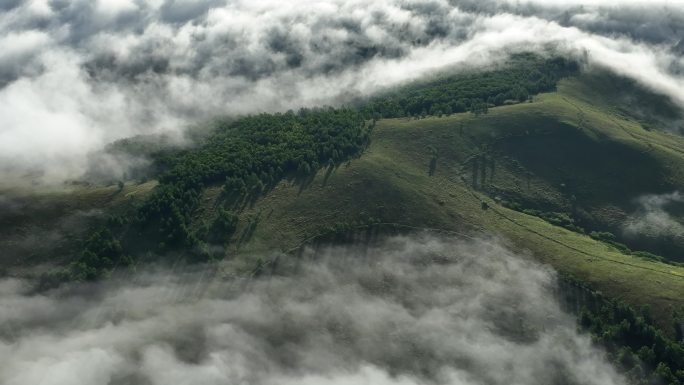 高山森林冷雾