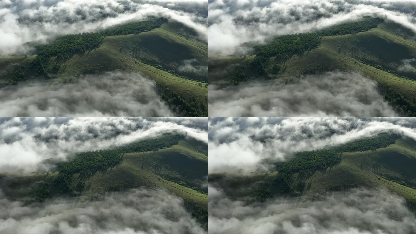 高山森林冷雾