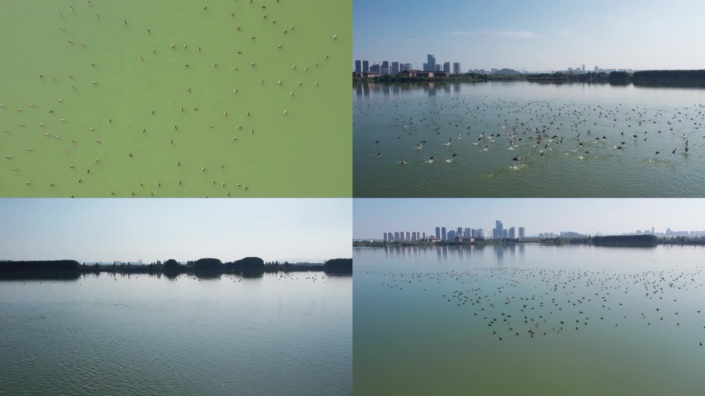 野生鸟类-湖面群鸟