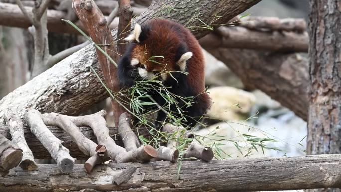 小熊猫进食