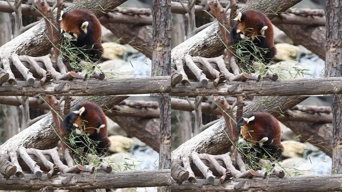 小熊猫进食