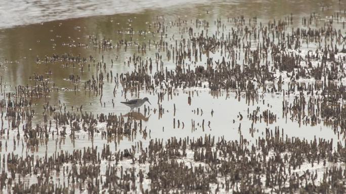 黑尾Godwit (Limosa lapponica)在沼泽中寻找食物的特写(慢镜头- 4K)