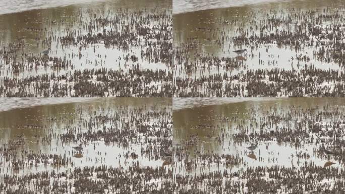 黑尾Godwit (Limosa lapponica)在沼泽中寻找食物的特写(慢镜头- 4K)