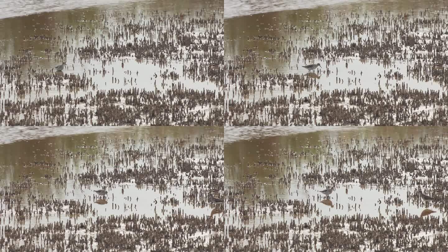 黑尾Godwit (Limosa lapponica)在沼泽中寻找食物的特写(慢镜头- 4K)