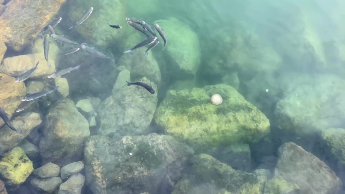 鱼在海水里