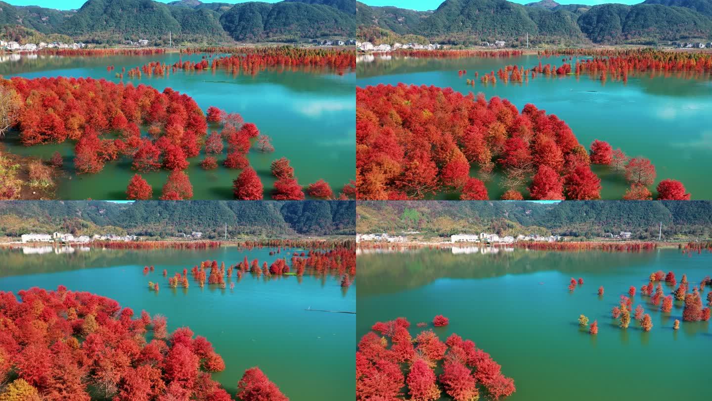 台州黄岩，长潭水库，水中红杉