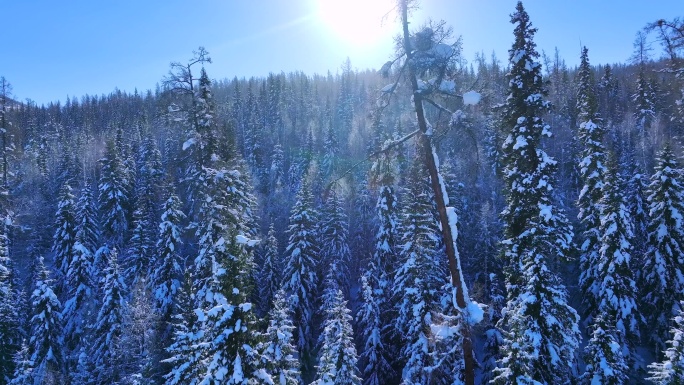 航拍冬季森林雪景