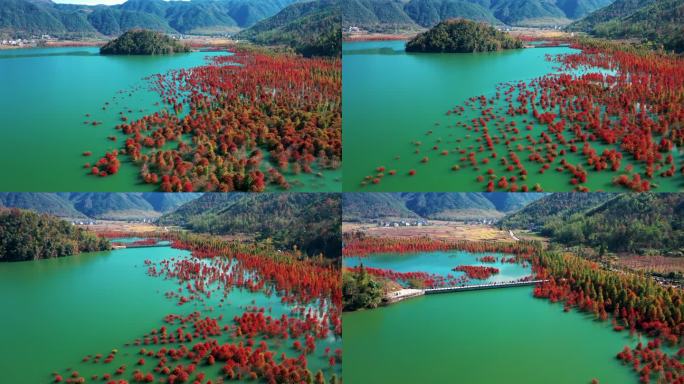 台州黄岩，长潭水库，水中红杉