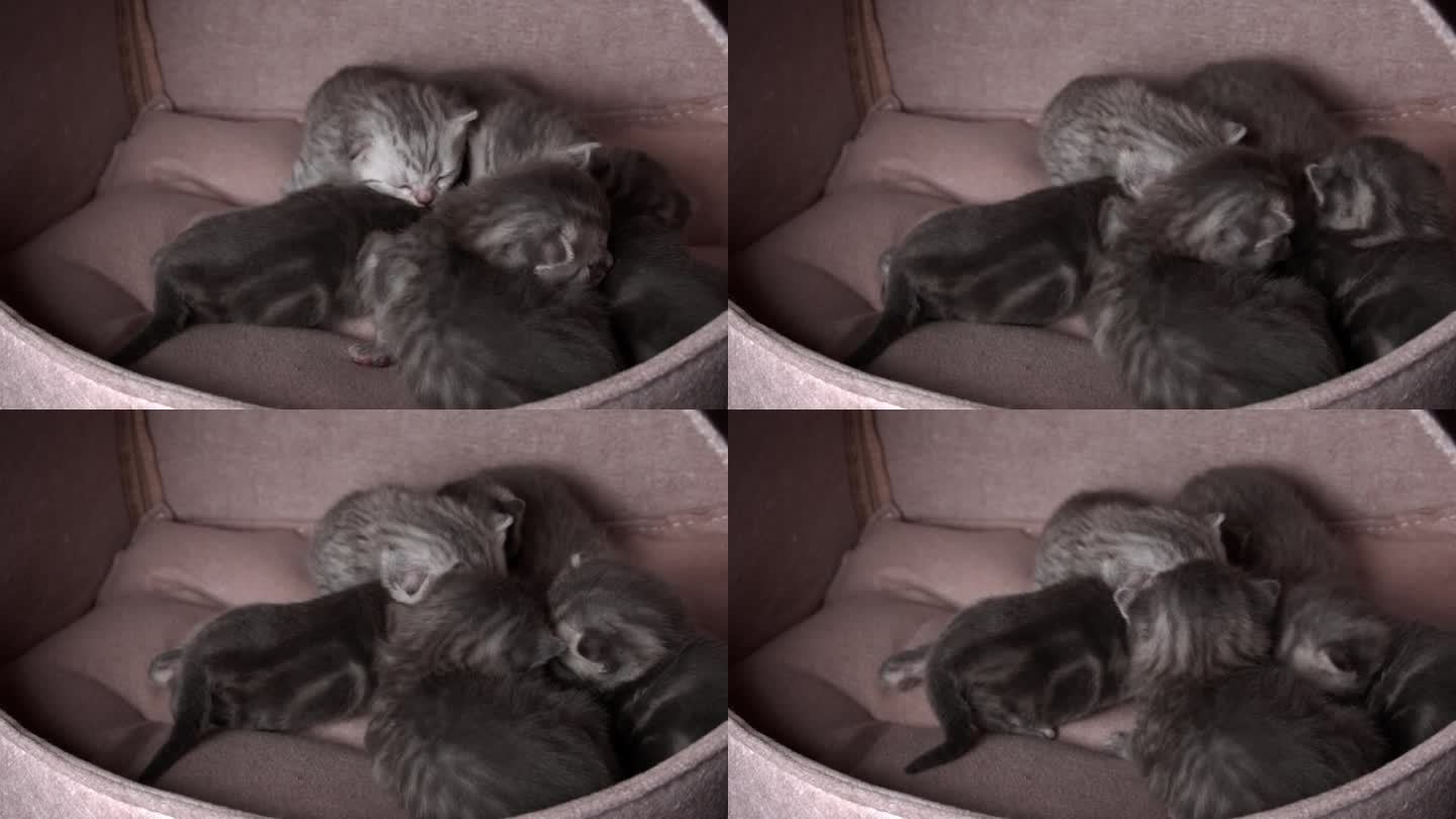 灰色纯种家养小猫爬着叫他们的妈妈猫