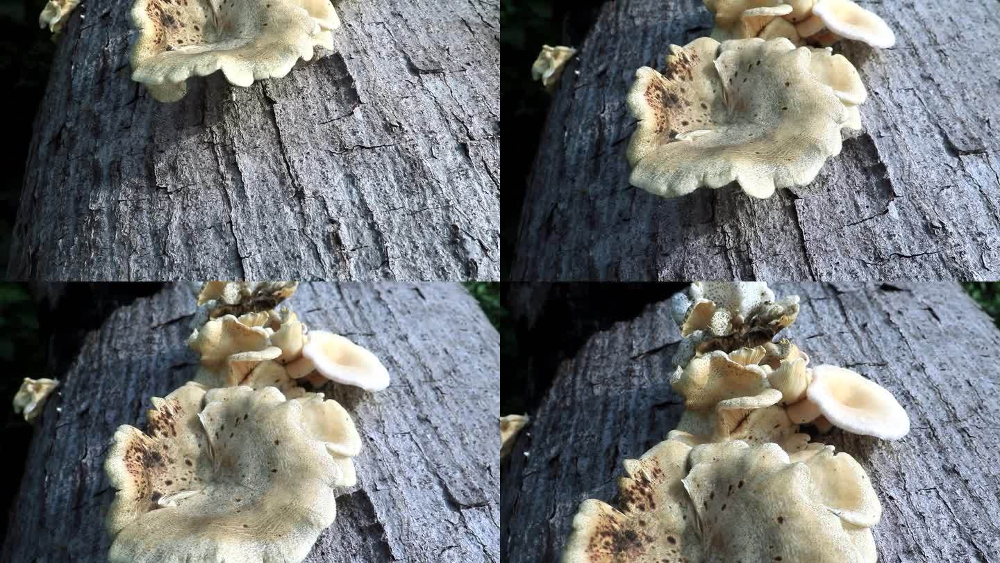 金针菇(Gymnopus sp)是一种带白色伞的蘑菇。生长在腐烂的木头上，可以食用
​
